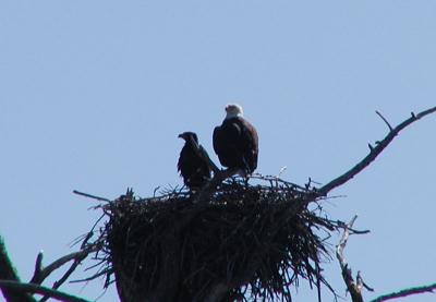 Bald Eagle and Chick