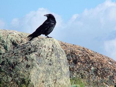 Raven Looks Around