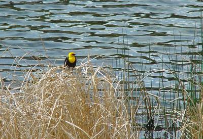 Yellow-headed Blackbird