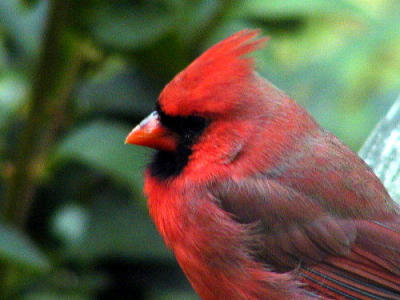 cardinal3w.jp.jpg