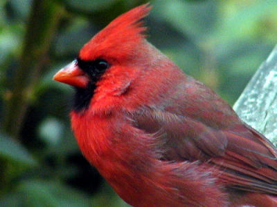 cardinal5w.jpg
