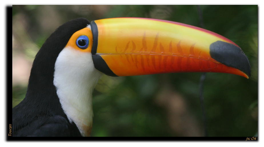 Toucan.JPG