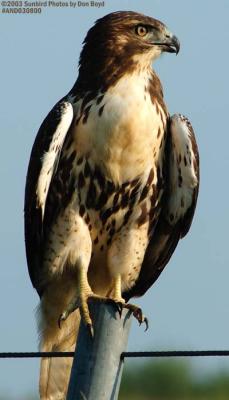 Juvenile Red-tailed Hawk bird stock photo #6161