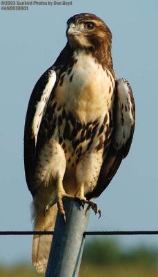 Juvenile Red-tailed Hawk bird stock photo #6162