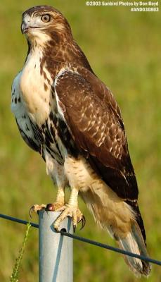 Juvenile Red-tailed Hawk bird stock photo #6167