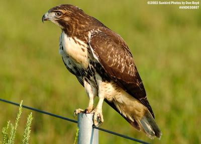 Juvenile Red-tailed Hawk bird stock photo #6172