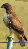 Juvenile Red-tailed Hawk bird stock photo #6163
