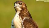 Juvenile Red-tailed Hawk bird stock photo #6170