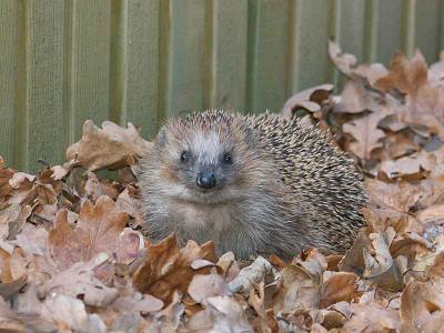 Hedgehog - Pindsvin