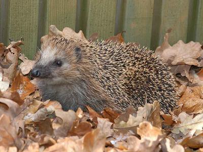 Hedgehog - Pindsvin