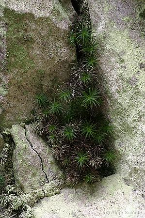 Moss