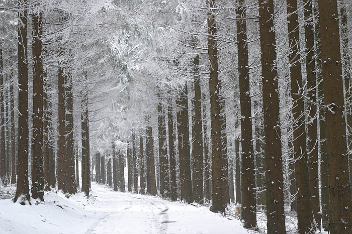 Into the Wood
