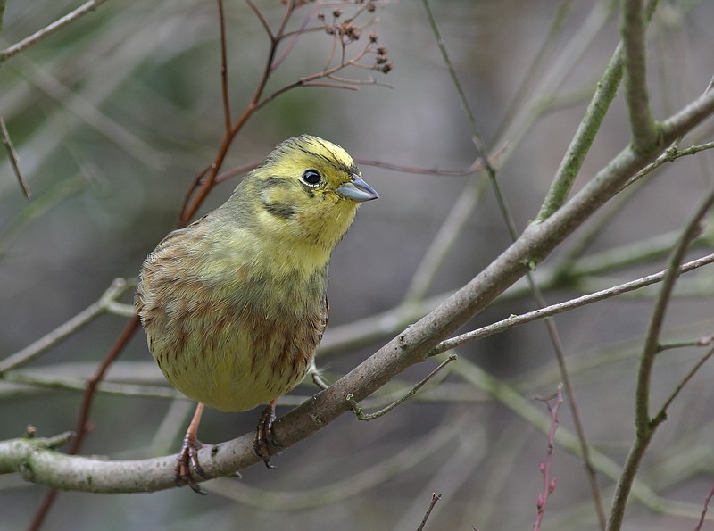 Yellowhammer