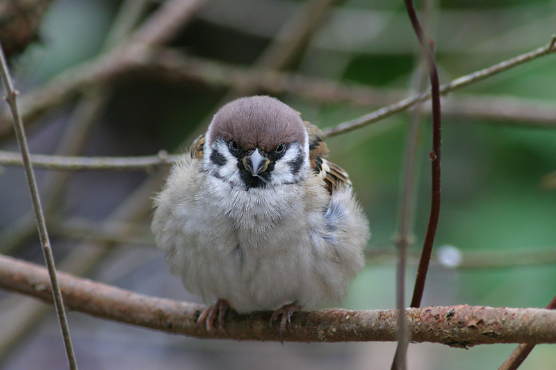 Before Preening