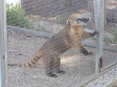 coatimundi1