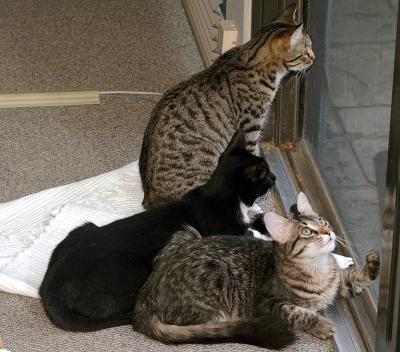 3 kittiens at screen window