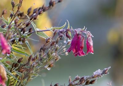 Frosted Penstemon .