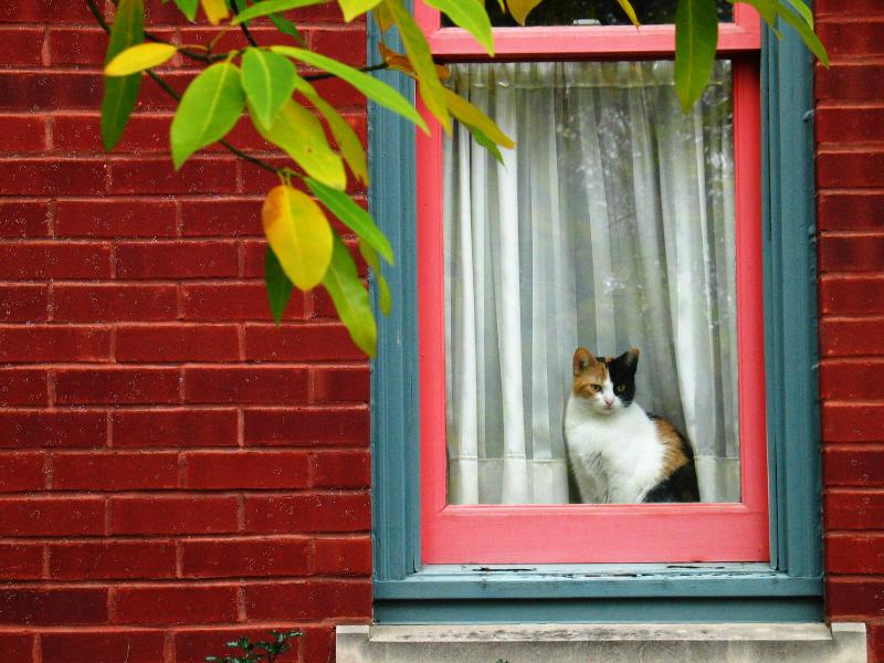 The curiosity of outside (Nov 21 2004)