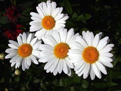 daisies4DSCN0311.jpg