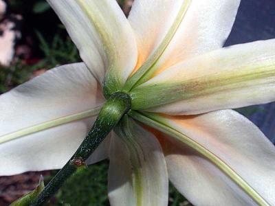 petalundersideDSCN0781.jpg