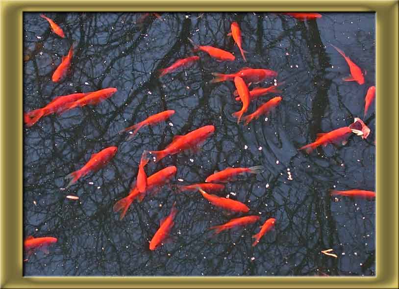 goldfishDSCN4715.jpg