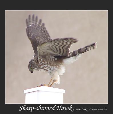 Sharp-shinned Hawk D copy.jpg