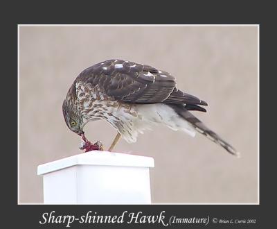 Sharp-shinned Hawk E copy.jpg