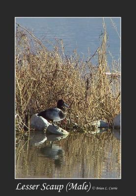 Lesser Scaup.jpg