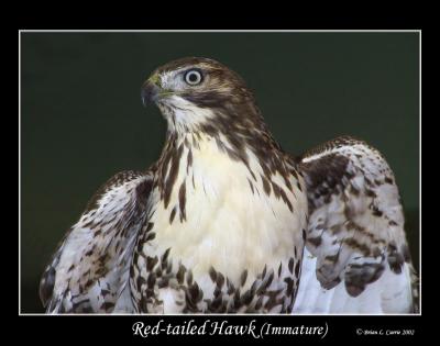 Red-tailed Hawk immature AA copy.jpg