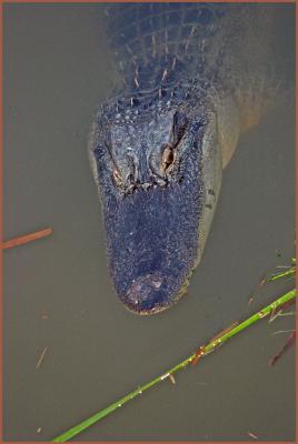 American Alligator