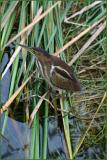 Least Bittern