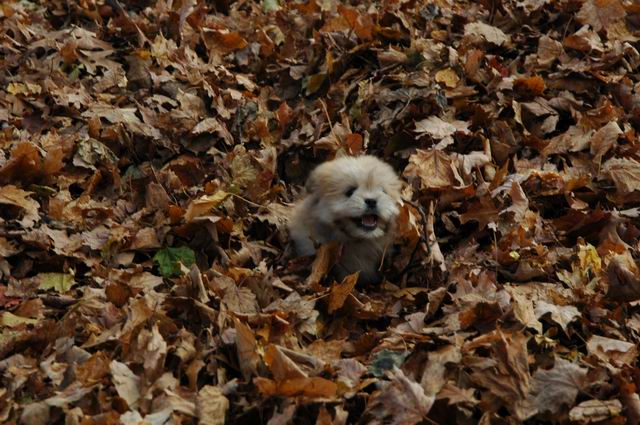 Nov16_04_520.JPG