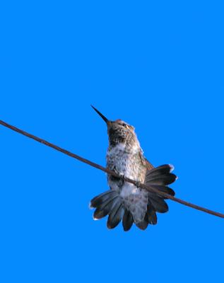 HummingTurkey.jpg