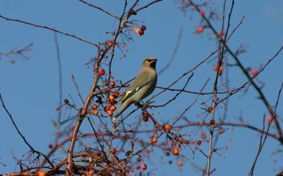 Bohemian Waxwing