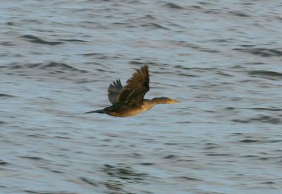 FLYING CORMORANT.jpg