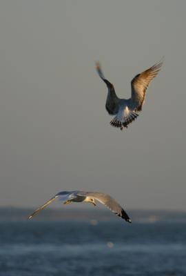 Ring-billed Gulls.jpg