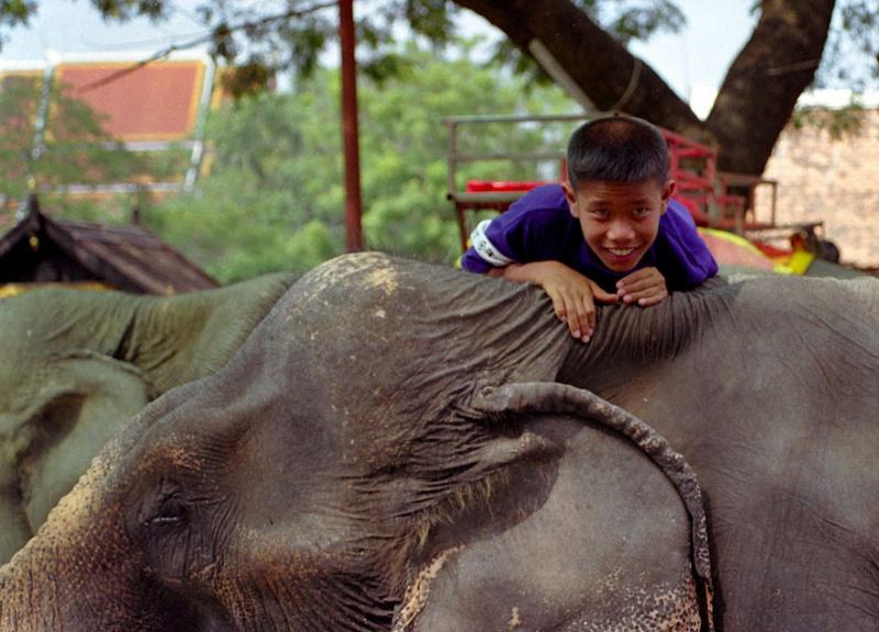 Boy climbing onto an elephant, Ayutthaya, Thailand