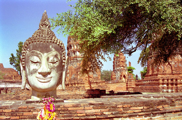 Buddha head, Wat Mahathat