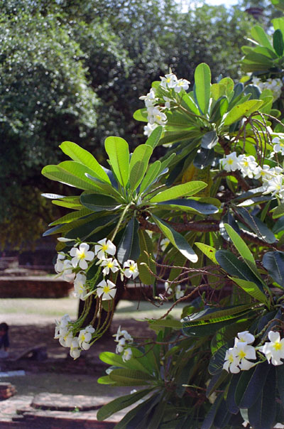 Flowering tree, Ayutthaya