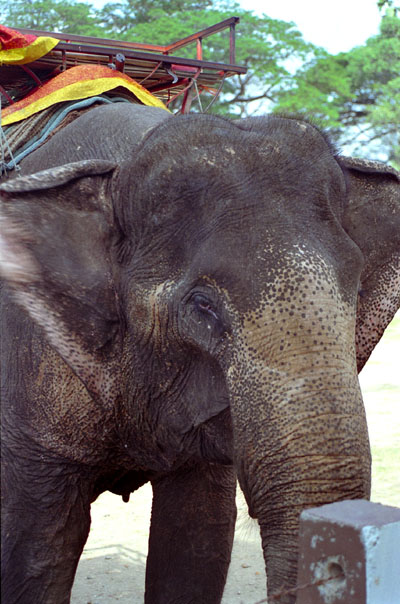 Tour elephant at Ayutthaya