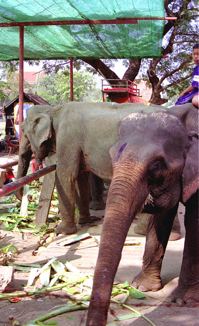 Elephants on break, Ayutthaya