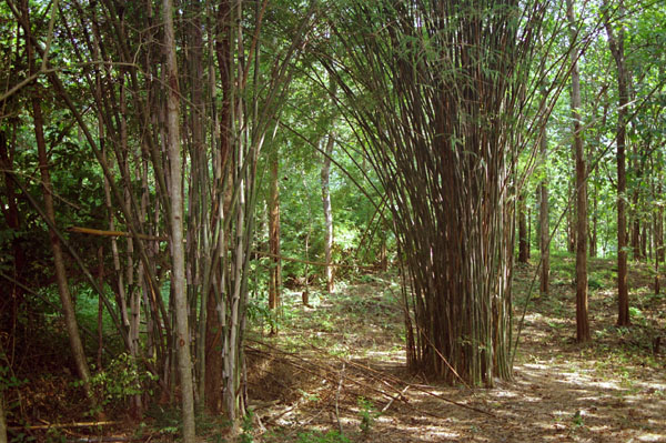 Bamboo along the trail to the waterfalls, Erawan National Park