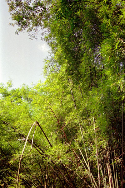 Bamboo, Erawan National Park