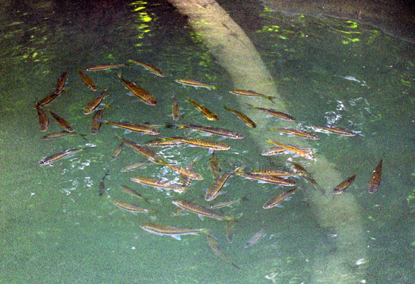 Fish in a pool between the waterfalls, Erawan National Park
