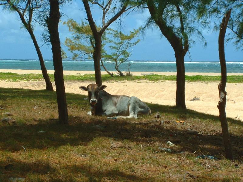 St. Francois, ILE RODRIGUES