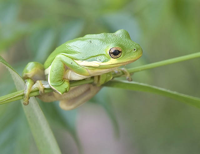 Green Tree Frog 1