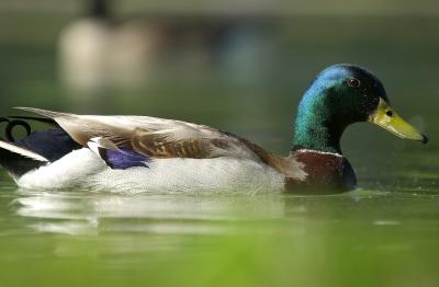 Duck - Reflecting Pond - Washington D.C.