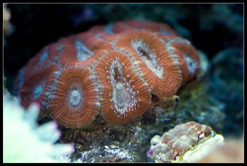 acan1.jpg