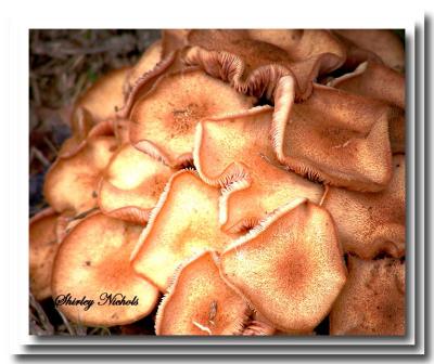 Wild mushrooms-1.jpg
