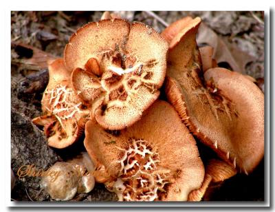 Mushrooms-2.jpg